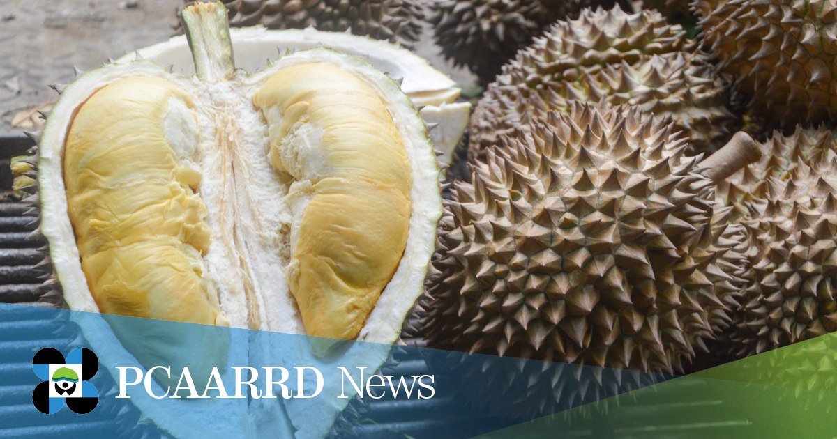 DOST-PCAARRD holds consultation meeting with durian stakeholders